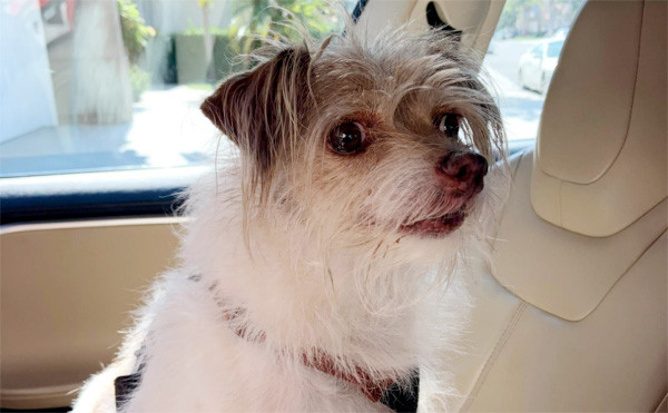 Haddee, the family dog that inspired our name